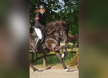 Icelandic Horse, Mare, 11 years, 13,2 hh, Black