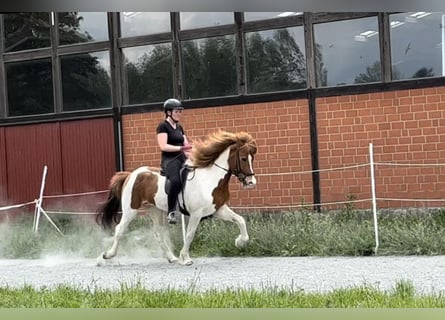 Icelandic Horse, Mare, 11 years, 13.2 hh, Pinto