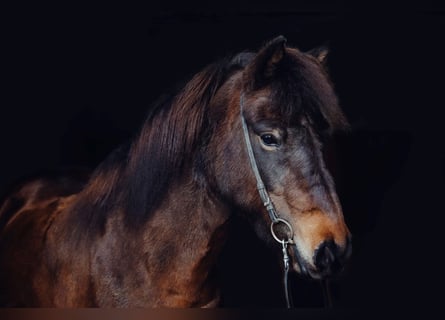 Icelandic Horse, Mare, 11 years, 13.3 hh, Brown