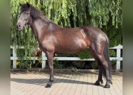 Icelandic Horse, Mare, 11 years, 13,1 hh, Black