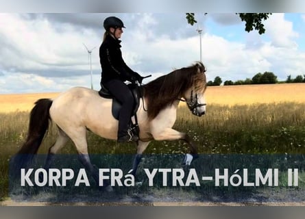 Icelandic Horse, Mare, 11 years, 13,2 hh, Buckskin