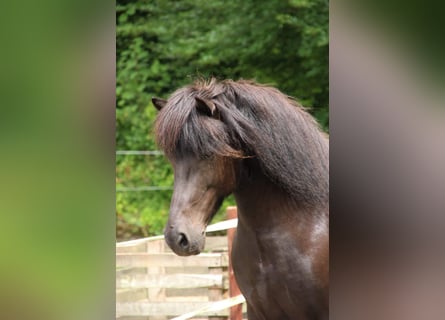 Islandpferd, Stute, 11 Jahre, 14,1 hh, Rappe