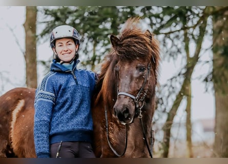 Icelandic Horse, Mare, 11 years, 14,1 hh, Black