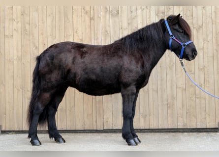 Icelandic Horse, Mare, 11 years, Black