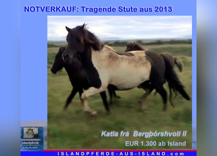 Icelandic Horse, Mare, 11 years, Pinto