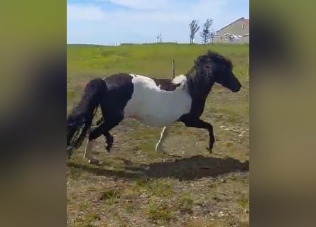 Icelandic Horse, Mare, 11 years, Pinto