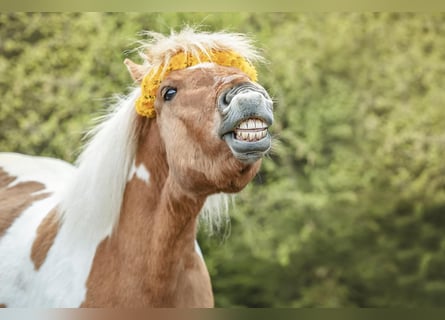 Icelandic Horse Mix, Mare, 12 years, 11,3 hh, Pinto