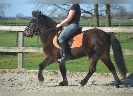 Icelandic Horse, Mare, 12 years, 12,2 hh, Brown