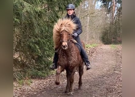 Icelandic Horse, Mare, 12 years, 13.2 hh, Chestnut-Red