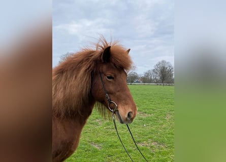 Icelandic Horse, Mare, 12 years, 13 hh, Chestnut-Red