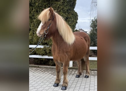 Icelandic Horse, Mare, 12 years, 13,2 hh, Chestnut-Red