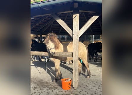 Icelandic Horse, Mare, 13 years, 13,2 hh, Buckskin