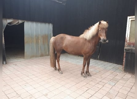 Icelandic Horse, Mare, 13 years, 13.2 hh, Chestnut-Red