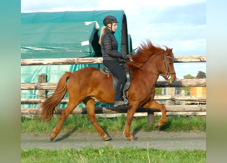 Icelandic Horse, Mare, 13 years, 13.2 hh, Chestnut-Red