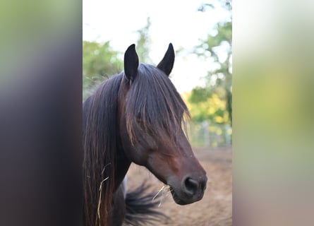 Icelandic Horse, Mare, 13 years, 13 hh, Brown