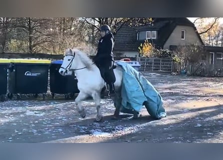 Icelandic Horse, Mare, 13 years, 13,2 hh, Grey