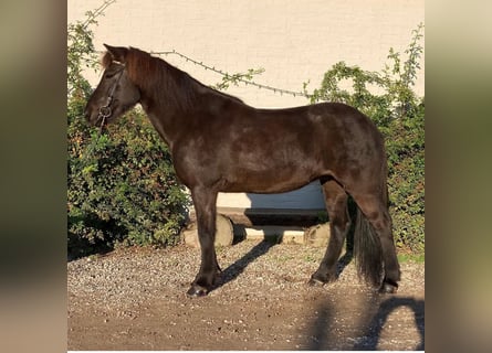 Icelandic Horse, Mare, 13 years, 14 hh, Black