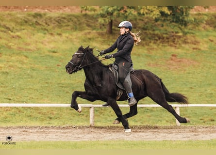 Icelandic Horse, Mare, 13 years, Black