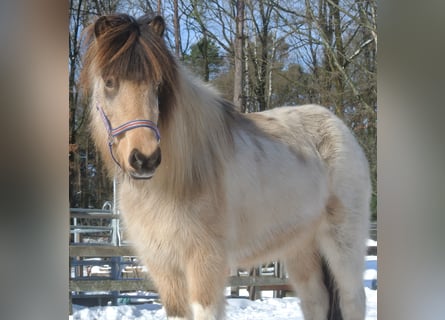 Icelandic Horse, Mare, 13 years
