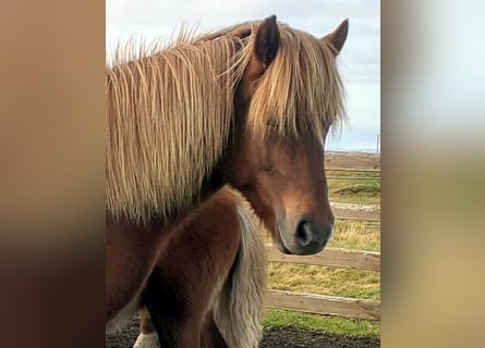 Icelandic Horse, Mare, 13 years, Chestnut-Red