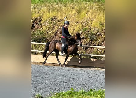 Icelandic Horse, Mare, 14 years, 13.1 hh, Black Icelandic Horse, Mare, 14 years, 13.1 hh, Black