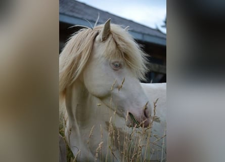 Icelandic Horse, Mare, 14 years, 13,2 hh, Perlino