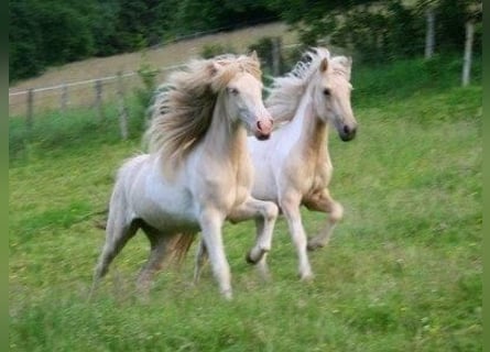 Icelandic Horse, Mare, 14 years, 13.2 hh, Perlino