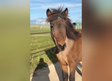 Icelandic Horse, Mare, 14 years, 13,1 hh, Brown