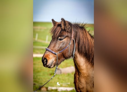 Icelandic Horse, Mare, 14 years, 13,1 hh, Brown