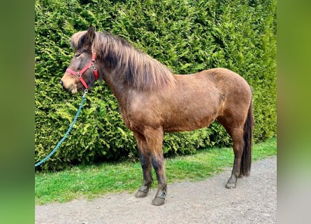 Icelandic Horse, Mare, 14 years, 14,1 hh, Brown