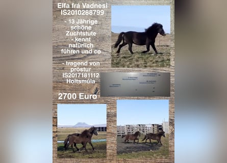 Icelandic Horse, Mare, 14 years