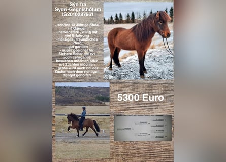 Icelandic Horse, Mare, 14 years, Brown