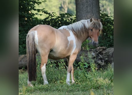 Icelandic Horse, Mare, 15 years, 13,1 hh, Pinto