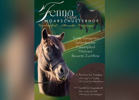 Icelandic Horse, Mare, 15 years, 14 hh, Black