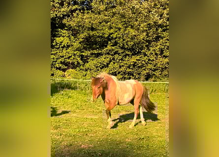 Icelandic Horse, Mare, 15 years, Pinto