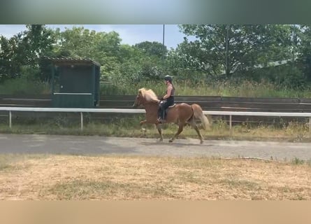 Icelandic Horse, Mare, 16 years, 13,2 hh, Chestnut-Red