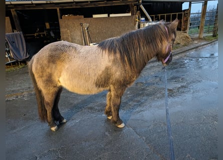 Icelandic Horse, Mare, 16 years, 13.2 hh, Dun