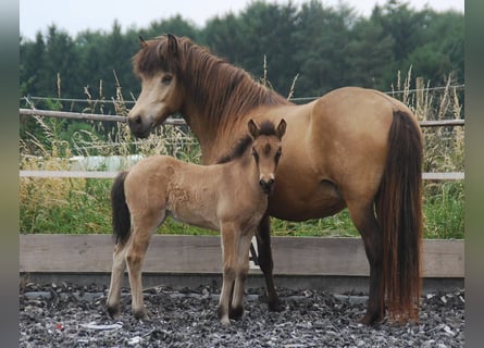 Icelandic Horse, Mare, 16 years, 13,2 hh, Buckskin
