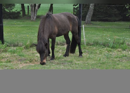 Icelandic Horse, Mare, 16 years, 13,2 hh, Smoky-Black