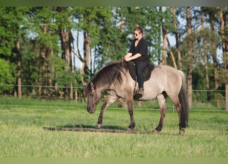 Icelandic Horse Mix, Mare, 16 years, 14.2 hh, Grullo