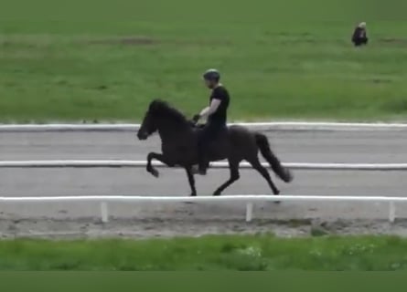 Icelandic Horse, Mare, 17 years, 13,3 hh, Black