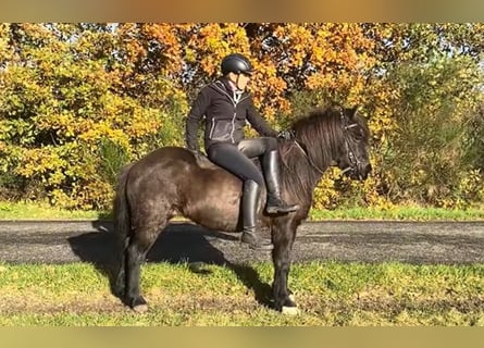Icelandic Horse, Mare, 17 years, 13 hh, Black