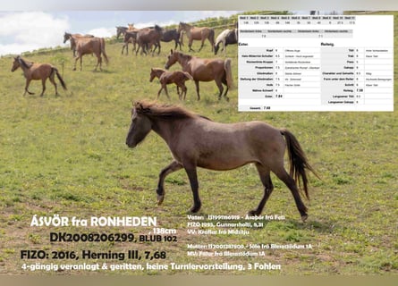 Icelandic Horse, Mare, 17 years, 13,2 hh, Dun