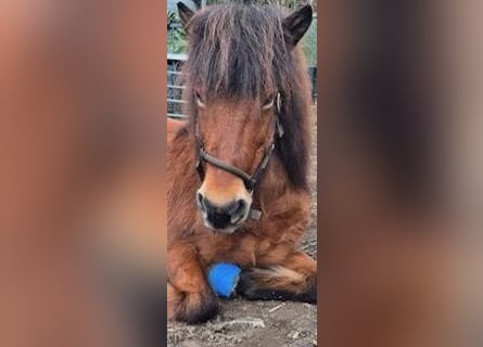 Icelandic Horse, Mare, 18 years, 14 hh, Bay-Dark