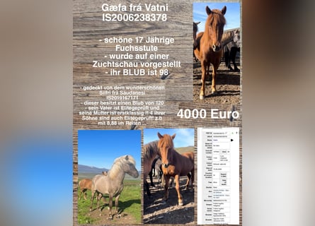Icelandic Horse, Mare, 18 years