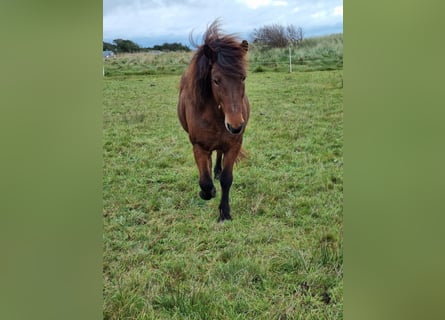 Icelandic Horse, Mare, 19 years, 13.2 hh, Brown