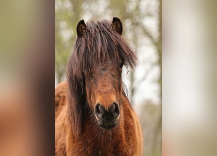 Icelandic Horse, Mare, 1 year, 13.3 hh, Brown