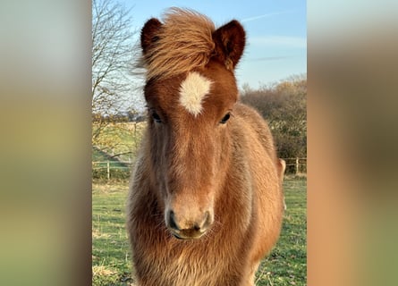 Icelandic Horse, Mare, 1 year, 13,2 hh, Chestnut-Red