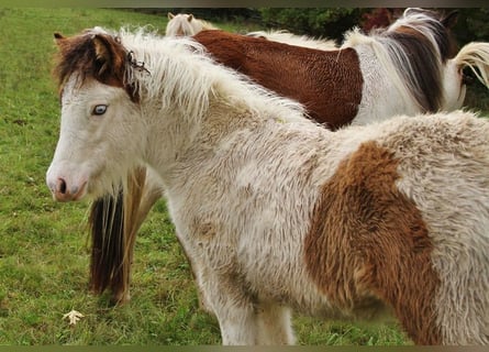 Icelandic Horse, Mare, 1 year, 13,2 hh, Pinto