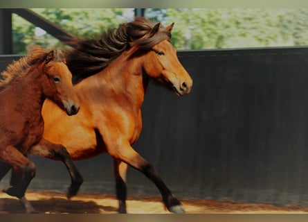 Icelandic Horse, Mare, 1 year, 14.1 hh, Brown